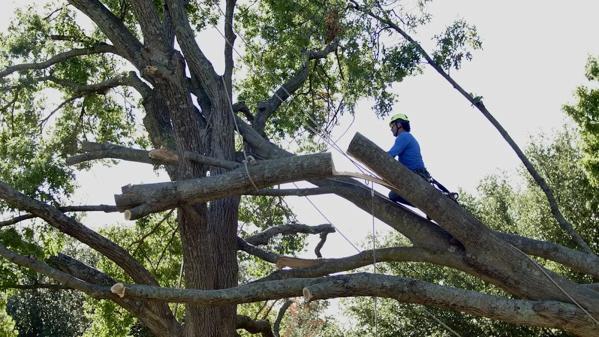 Professional Crown Thinning performed by certified arborists in Rosston