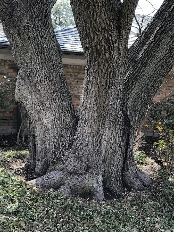 Mature heritage tree close to a Rosston property cared for by certified arborists